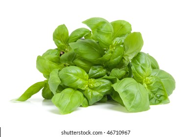 Fresh Basil Plant In Closeup Isolated On White Background