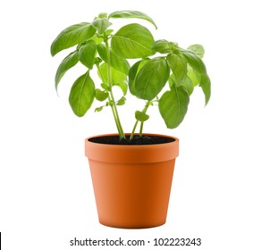 Fresh Basil Plant In A  Pot