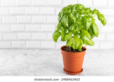 Fresh basil plant in a pot on a textured background. Fresh organic basil leaves. Spices. Vegan. Home gardening on kitchen. Home planting and food growing. basil plant Copy space. - Powered by Shutterstock