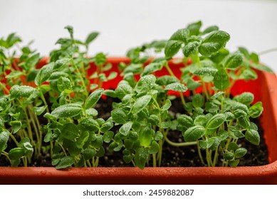 Fresh basil seedlings with dew drops sprouting densely in a vibrant red planter. Growing microgreens at home. - Powered by Shutterstock