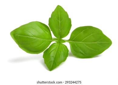 Fresh Basil Sprig  Isolated On White Background