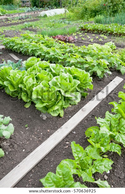 Fresh Batavia Lettuce Spinach On Vegetable Stock Photo Edit Now