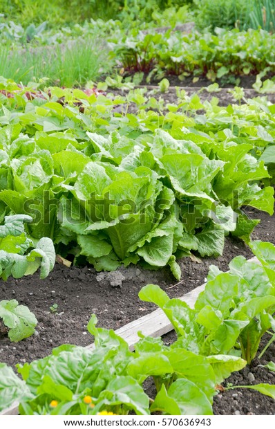 Fresh Batavia Lettuce Spinach On Vegetable Stock Photo Edit Now