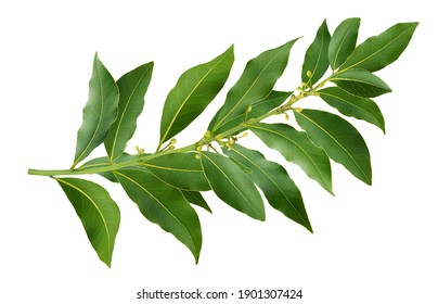 Fresh bay leaves branch, laurel twig isolated on white background with clipping path