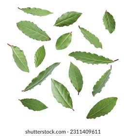 Fresh bay leaves falling on white background - Powered by Shutterstock