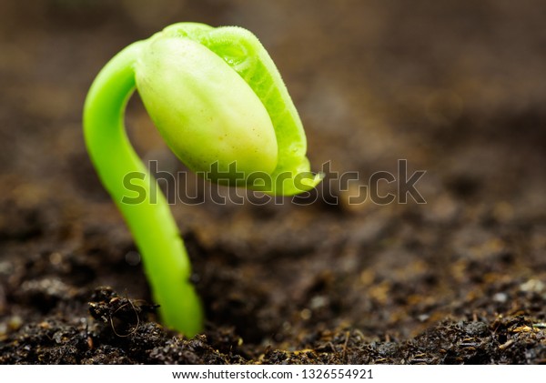 Fresh Bean Sprout Breaking Through Soil Stock Photo 1326554921 ...