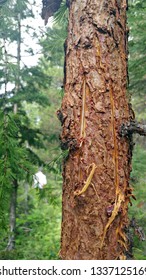 Fresh Bear Claw Marks On A Young Tree.