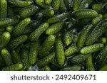 a lot of fresh beaten cucumbers in water. washing cucumbers. pickling cucumbers
