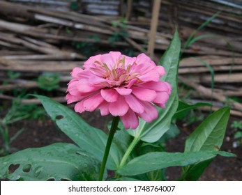 Common Zinnia Flower High Res Stock Images Shutterstock