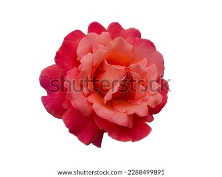 Fresh beautiful bright scarlet rose isolated on white background. Detail for creating a collage