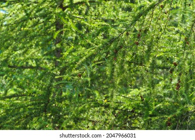 Fresh Beautiful Green Leaves Larix Laricina Aur Tamarack, Sunlight. Hackmatack, Eastern Larch