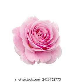 Fresh beautiful pink rose with dew drops isolated on a white background. Detail for creating a collage