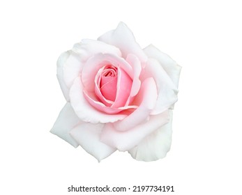 Fresh beautiful pink rose isolated on a white background - Powered by Shutterstock