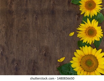 fresh beautiful sunflowers on wooden background top view