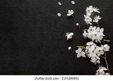 Fresh beautiful white cherry blossoms on black dark table background. Condolence card. Empty place for emotional, sentimental text, quote or sayings. Closeup.