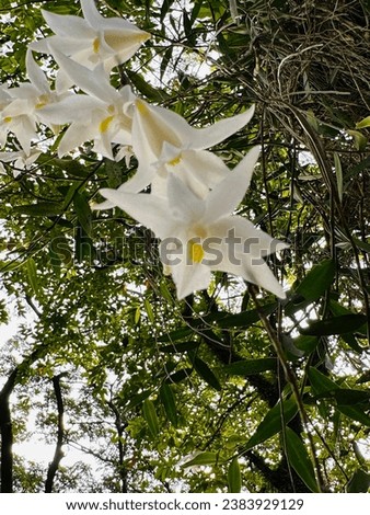 Fresh and beautiful white wild orchid flower