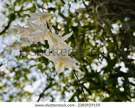 Fresh and beautiful white wild orchid flower