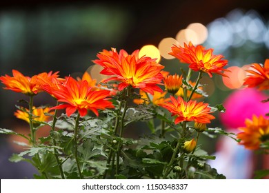 Fresh beautiful yellow, orange, red semi-double chrysanthemums flowers in the pot, macro,  dark-green foliage blurred colorful background. - Shutterstock ID 1150348337