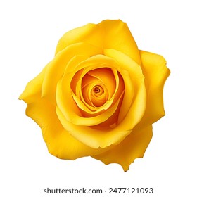 Fresh beautiful yellow rose isolated on white background with clipping path - Powered by Shutterstock