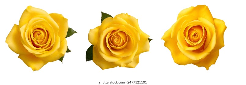 Fresh beautiful yellow rose isolated on white background with clipping path - Powered by Shutterstock