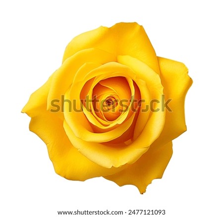 Similar – Image, Stock Photo Beautiful yellow rose with water drops on petals close-up. Beautiful yellow rose with water droplets on petals after rain.