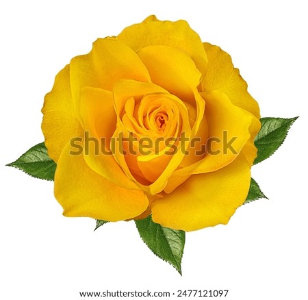 Similar – Image, Stock Photo Beautiful yellow rose with water drops on petals close-up. Beautiful yellow rose with water droplets on petals after rain.