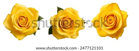 Image, Stock Photo Beautiful yellow rose with water drops on petals close-up. Beautiful yellow rose with water droplets on petals after rain.