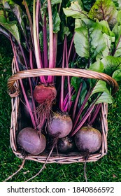 Fresh beet, beetroot harvest in wooden basket on green grass garden background