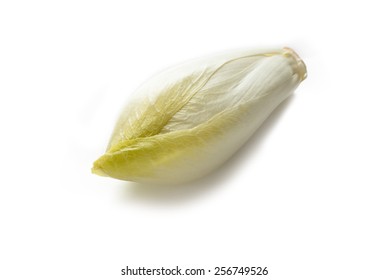 Fresh Belgian Endive Isolated On White 