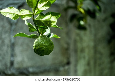 Fresh bergamot fruits on bergamot tree with Water drops