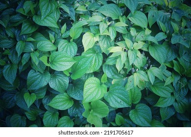 Fresh Betel Leaf (Piper Betle)