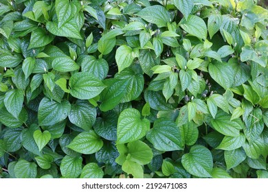 Fresh Betel Leaf (Piper Betle)