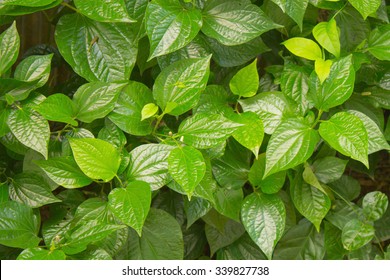 fresh Betel Leaf (Piper Betle)