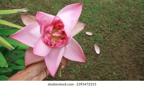 Fresh big Blooming Light pink Lotus with green background. Kamal ka phool in hands. Blank space to write text and greetings - Shutterstock ID 2395472315
