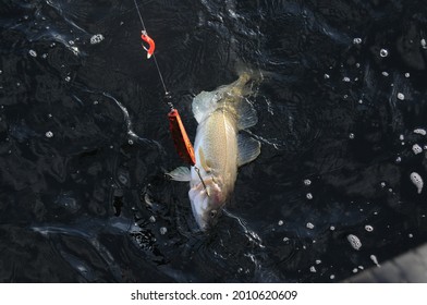 Fresh Big Cod Fish Just Caught By Fishing Rod, View From A Trawler In Barents Sea