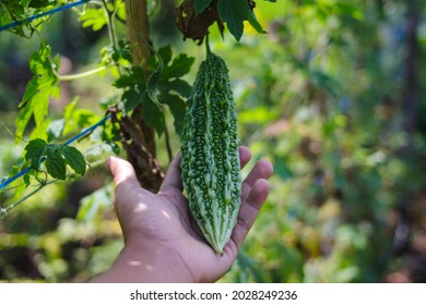 Fresh Bitter melon (Momordica charantia, bitter gourd, bitter squash) on hand growing in the fields