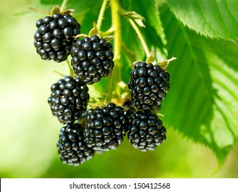 fresh blackberries in a garden - Powered by Shutterstock