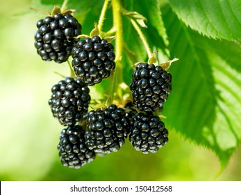 Fresh Blackberries In A Garden