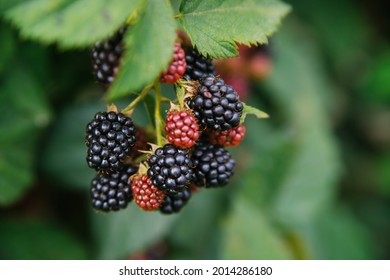 Fresh blackberries in the garden. A bunch of ripe blackberry fruits on a branch with green leaves. Beautiful natural background.