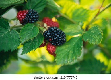 16,832 Blackberries Bunch Images, Stock Photos & Vectors | Shutterstock