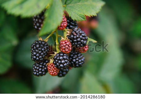 Fresh blackberries in the garden. A bunch of ripe blackberry fruits on a branch with green leaves. Beautiful natural background.