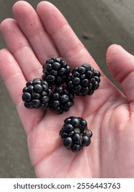 Fresh blackberries picked and held in an open palm