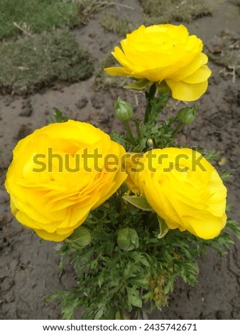 Fresh blooming beautiful yellow flowers 
