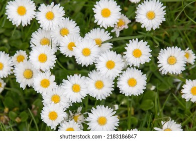 Fresh blooming chamomile daisy marguerite field on summer time. Outdoors shot of white and yellow herb blossom daisy, used for medical, spa, aromatherapy. Vegan healthy chamomile tee