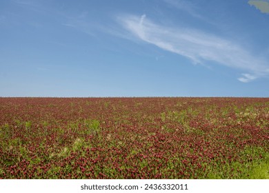 Fresh blooming crimson clover on a field on a hill. Horizon of the land. Blue sky with very light cloud in the spring. Lisky, Moravia, Czech republic.
