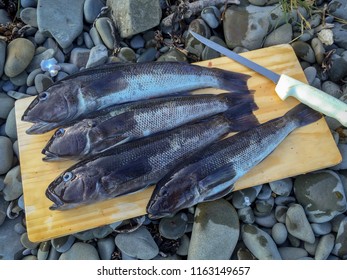 Fresh Blue Cod Caught From A Kayak And Ready To Fillet 