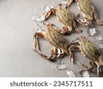 fresh blue crab on gray background