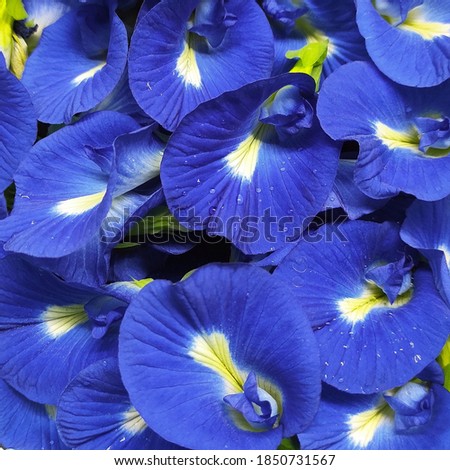 Fresh Blue Flowers Clitoria ternatea, Asian pigeonwings
