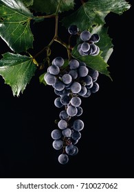 fresh blue grapes with leaves on a black background isolated