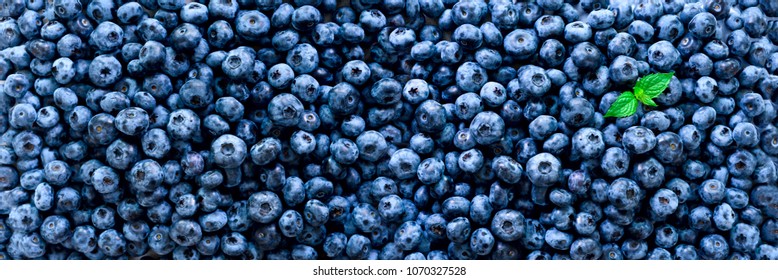 Fresh Blueberries Background With Copy Space For Your Text. Border Design. Vegan And Vegetarian Concept. Macro Texture Of Blueberry Berries. Summer Healthy Food. Banner.